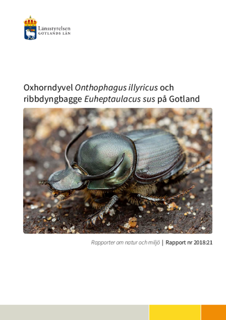 Oxhorndyvel Onthophagus illyricus och ribbdyngbagge Euheptaulacus sus